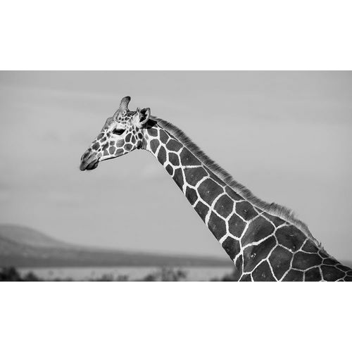 Hopkins, Cindy Miller 아티스트의 Africa-Kenya-Ol Pejeta Conservancy-Reticulated giraffe Endangered species작품입니다.